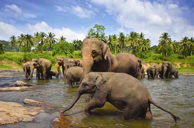 Colombo, Sri Lanka Cruises - Cruise to Colombo, Sri Lanka - Planet Cruise